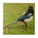 Zoek naar magpie tegels Vogel