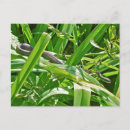 Recherche de serpent noir cartes postales Faune