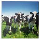 Recherche de vue face carreaux Animaux