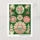 Zoek naar ernst haeckel briefkaarten Kunstvormen in natuur