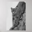 Recherche de animal puma posters Lion