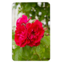 Recherche de rose rouge magnets Nature