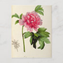 Recherche de redoute cartes postales Plante