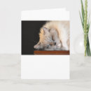 Recherche de ragdoll vœux cartes Chat