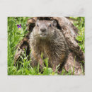 Zoek naar bosmarmot briefkaarten Natuur