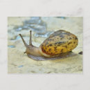 Recherche de snails cartes postales Photographie