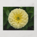 Recherche de zinnia cartes postales Jaune