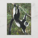 Recherche de lemur cartes postales Primate