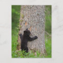 Recherche de fumée noire cartes postales Ursus americanus