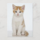 Recherche de orange et blanc cartes postales Chaton