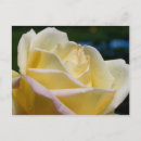 Recherche de jaune pâle cartes postales Floral