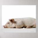 Recherche de vers le bas art Animal