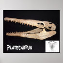 Zoek naar reptielen posters Dinosaurus