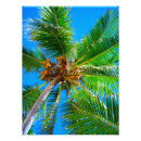 Recherche de cocotier posters Arbre