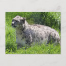 Recherche de leopard cartes postales Animal sauvage