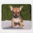 Recherche de petits chiens tapis souris Mignonette