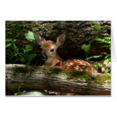 Recherche de rondin photographie Bois