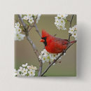 Recherche de cardinal du nord badges Faune