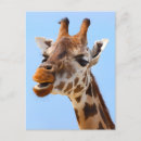 Recherche de girafe photo cartes postales Pour tous