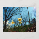 Recherche de arbre jaune cartes postales Printemps