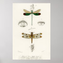 Zoek naar spinnen kunst Insect
