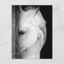 Zoek naar zwart wit paard briefkaarten Vintage