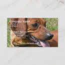 Recherche de teckel cartes visite Chiot