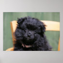 Recherche de chien pomeranian posters Chiot