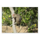 Recherche de pivert cartes postales Animal