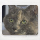 Recherche de chat gris blanc tapis souris Photographie
