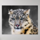 Zoek naar snow leopard kunst Natuur