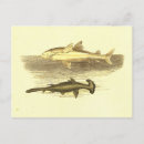 Recherche de requin blanc cartes postales Marteau