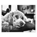 Zoek naar bichon frise kunst Schattig