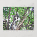 Recherche de dessin chat crayon cartes postales Animal