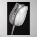 Recherche de tulipe blanche posters Pour elle