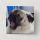 Recherche de excited Chien