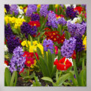 Zoek naar gele tulpen posters Paars