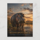 Recherche de animaux africains cartes postales Hippopotame