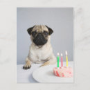 Zoek naar mops kaarten Puppy
