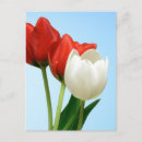 Recherche de tulipe blanche posters Jolie