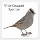 Recherche de moineau Blanc