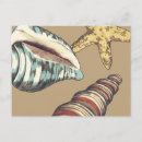 Recherche de coquilles de conque cartes postales Plage