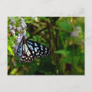 Recherche de papillon noir et blanc cartes postales Nature