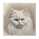 Recherche de persan carreaux Félin