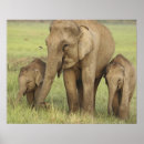 Recherche de bébé indien posters Faune