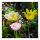 Recherche de tulipe blanche posters Pour tous