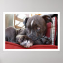 Zoek naar pit posters Schattig