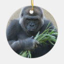 Recherche de gorille de silverback Primat