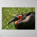 Recherche de africain posters Animal
