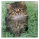 Recherche de chaton carreaux Félin